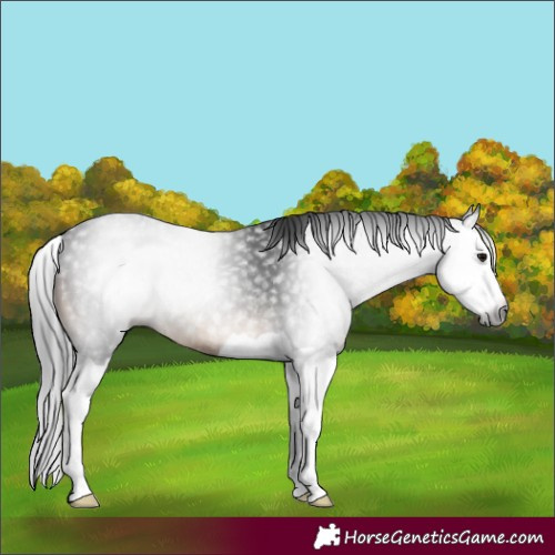 Horse Color:Gray Brown Splash Rabicano 
