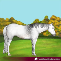 Horse Color:Gray Brown Splash Rabicano