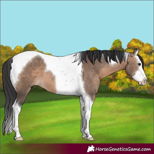 Horse Color:Brown Dun Splash Tobiano