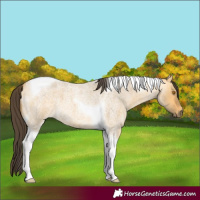 Horse Color:Buckskin Roan Dun Tobiano 