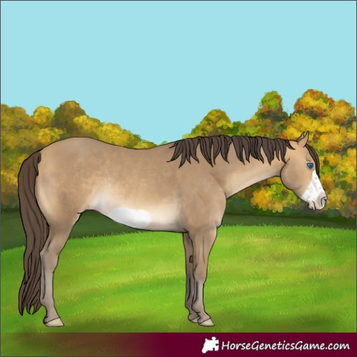 Horse Color:Sable Cream Champagne Frame Rabicano 