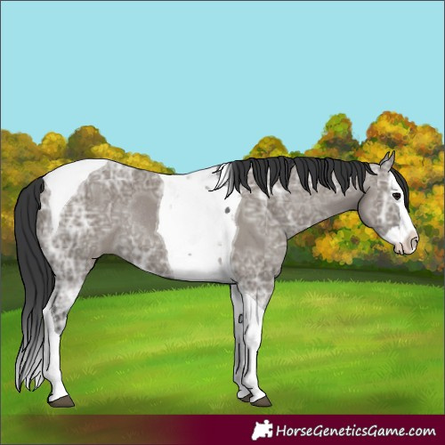 Horse Color:Grullo Ice Splash Tobiano Rabicano 