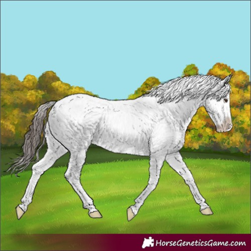 Horse Color:Liver Red Roan Splash Appaloosa 
