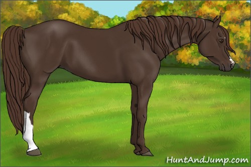 Horse Color:Liver Chestnut 