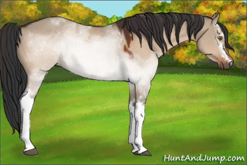 Horse Color:White Spotted Brown Dun Sabino 