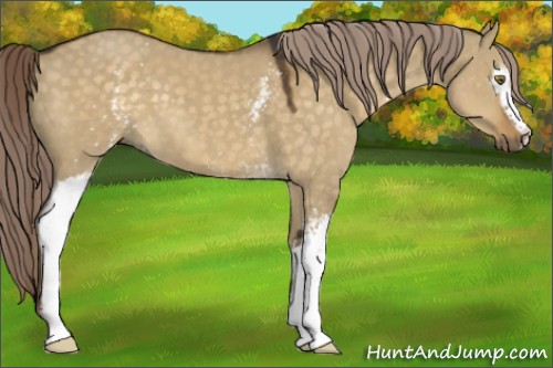 Horse Color:White Spotted Chocolate Palomino Dun 