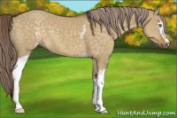 Horse Color:White Spotted Chocolate Palomino Dun 