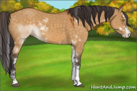 Horse Color:Buckskin Dun Sabino