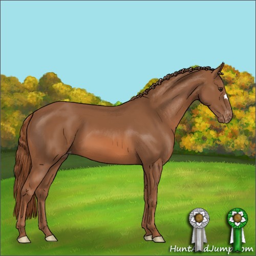 Horse Color:Chestnut Varnish