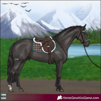 Horse Color:Smoky Black 