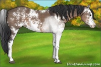 Horse Color:Brown Dun Sabino 