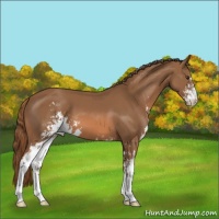Horse Color:Chestnut Sabino Appaloosa 