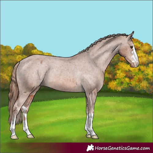 Horse Color:Chestnut Appaloosa Rabicano 