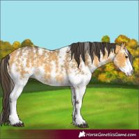 Horse Color:Buckskin Sabino 