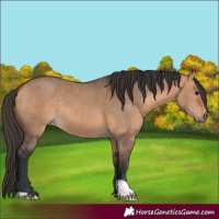 Horse Color:Bay Dun