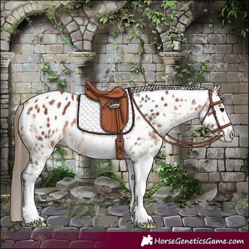 Horse Color:White Spotted Bay Near Leopard Rabicano 