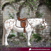 Horse Color:White Spotted Bay Appaloosa Rabicano 