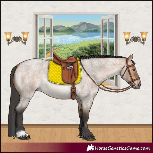 Horse Color:Bay Roan Dun