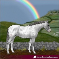 Horse Color:White Spotted Blue Roan Splash Frame Appaloosa 