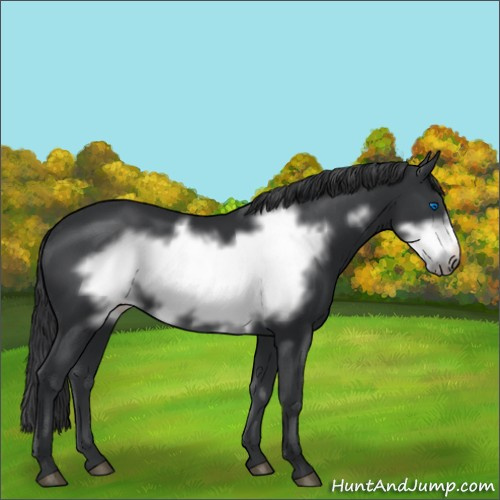 Horse Color:Black Frame