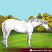 Horse Color:White Spotted Liver Chestnut Rabicano