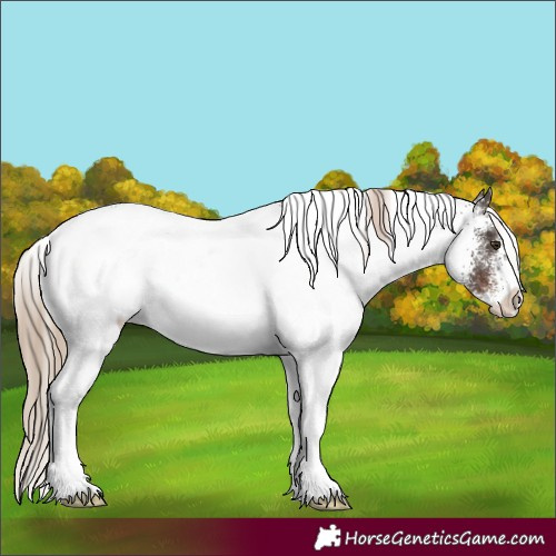 Horse Color:White Spotted Liver Chestnut 