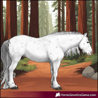 Horse Color:Black Sabino 