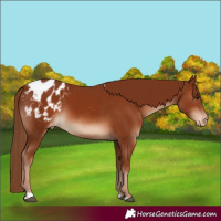 Horse Color:Chestnut Appaloosa
