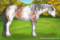 Horse Color:White Spotted Black Rabicano  and White Spotted Brown Rabicano 