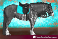 Horse Color:Black Sabino Rabicano and Black Sabino Rabicano