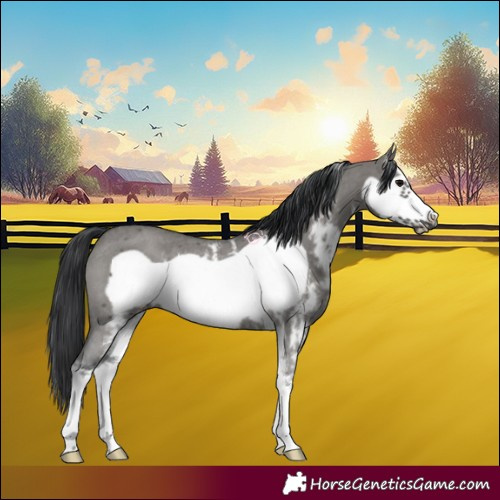 Horse Color:Grullo Sabino Frame Rabicano 