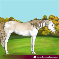 Horse Color:Buckskin Pearl Splash