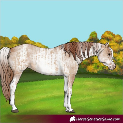Horse Color:White Spotted Red Dun Rabicano  and White Spotted Red Dun Rabicano 