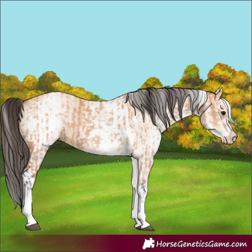 Horse Color:White Spotted Bay Dun Rabicano  and White Spotted Bay Dun Rabicano 
