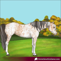 Horse Color:White Spotted Bay Dun Rabicano  and White Spotted Bay Dun Rabicano 