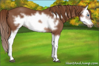 Horse Color:Chestnut Splash Frame