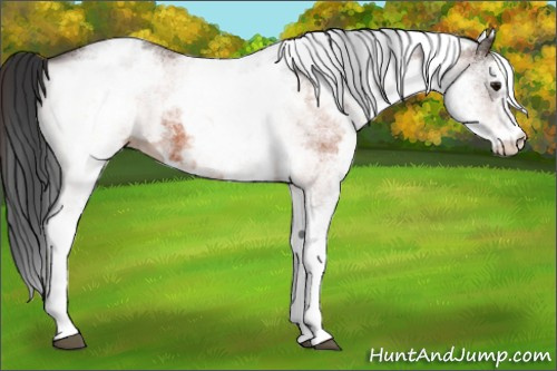 Horse Color:White Spotted Bay