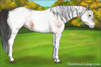 Horse Color:White Spotted Bay 