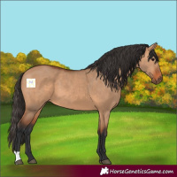 Horse Color:Bay Dun 