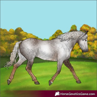 Horse Color:Gray Chocolate Palomino 