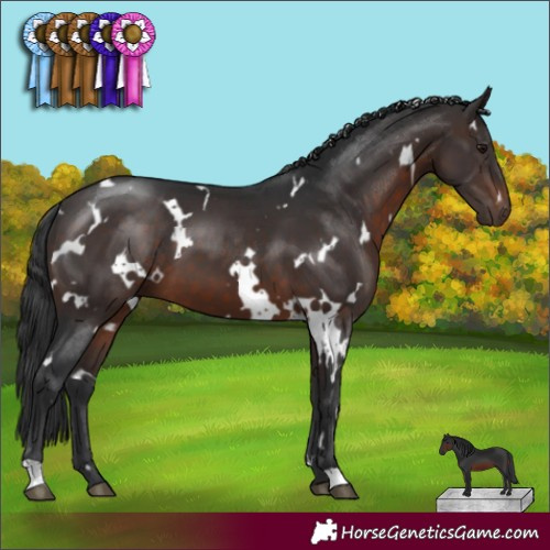 Horse Color:White Spotted Brown 