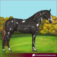 Horse Color:White Spotted Liver Chestnut Sabino 