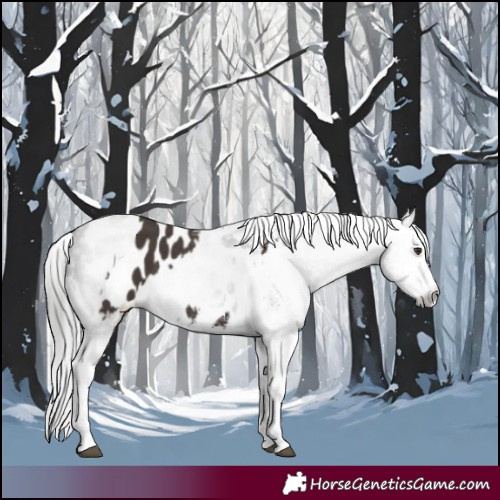 Horse Color:Liver Chestnut Sabino Splash Appaloosa and Gray Liver Chestnut Sabino Splash Appaloosa