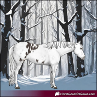 Horse Color:Liver Chestnut Sabino Splash Appaloosa  and Gray Liver Chestnut Sabino Splash Appaloosa 