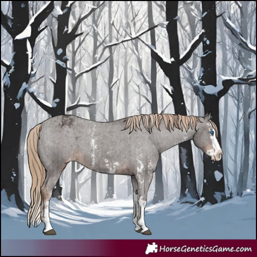 Horse Color:Liver Chestnut Sabino Splash Appaloosa  and Liver Chestnut Sabino Splash Appaloosa 
