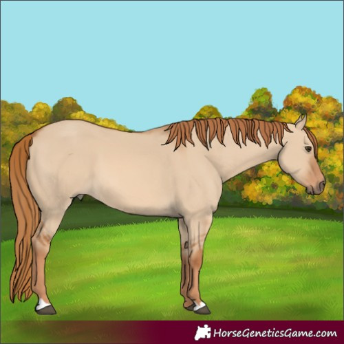 Horse Color:Red Dun 