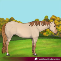 Horse Color:Red Dun 