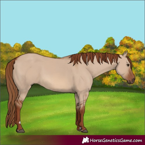 Horse Color:Red Dun 