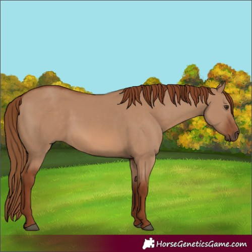 Horse Color:Red Dun 
