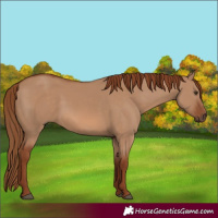 Horse Color:Red Dun 